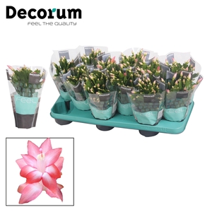 Schlumbergera - 10,5 cm - Pink (Russian) met hoes - Decorum