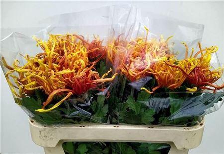 <h4>Chr G Cobra</h4>