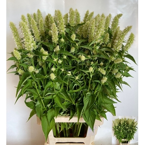 AGASTACHE OV