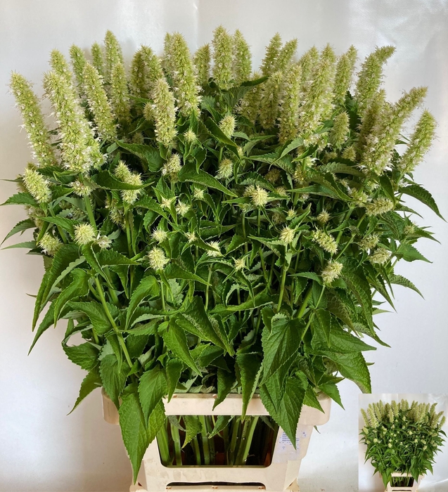 <h4>AGASTACHE OV</h4>