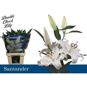 Li Or Santander