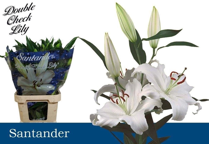 <h4>Li Or Santander</h4>