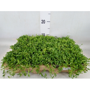 Senecio herreianus
