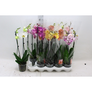PHAL GEM