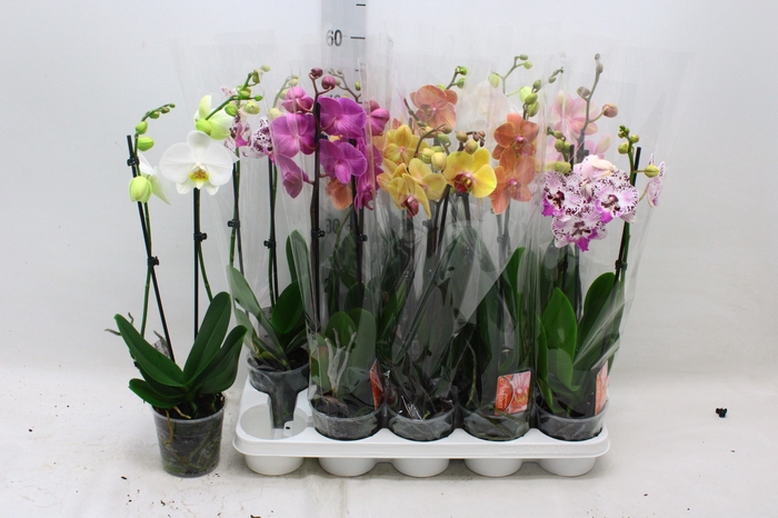 <h4>PHAL GEM</h4>