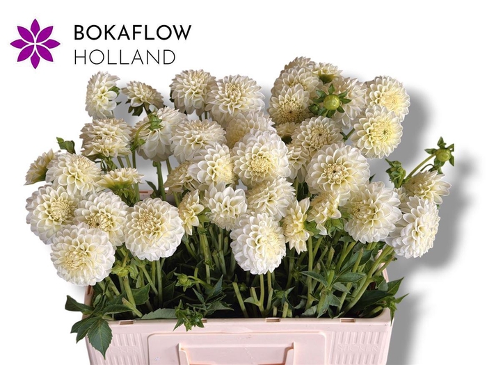 <h4>Dahl Pom White Aster</h4>