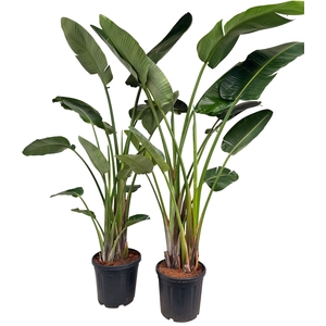 Strelitzia nicolai