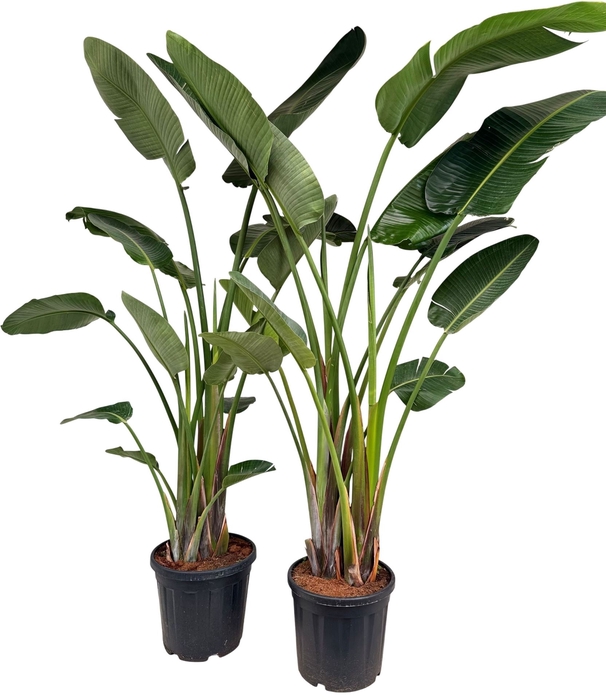 <h4>Strelitzia nicolai</h4>