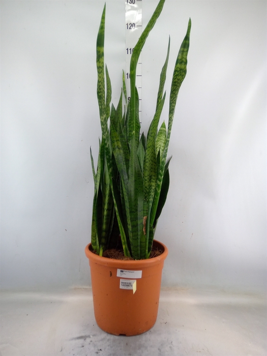 <h4>Sansevieria zeylanica</h4>