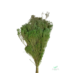 DRIED FLOWERS - BROOM BLOOM APPLEGREEN