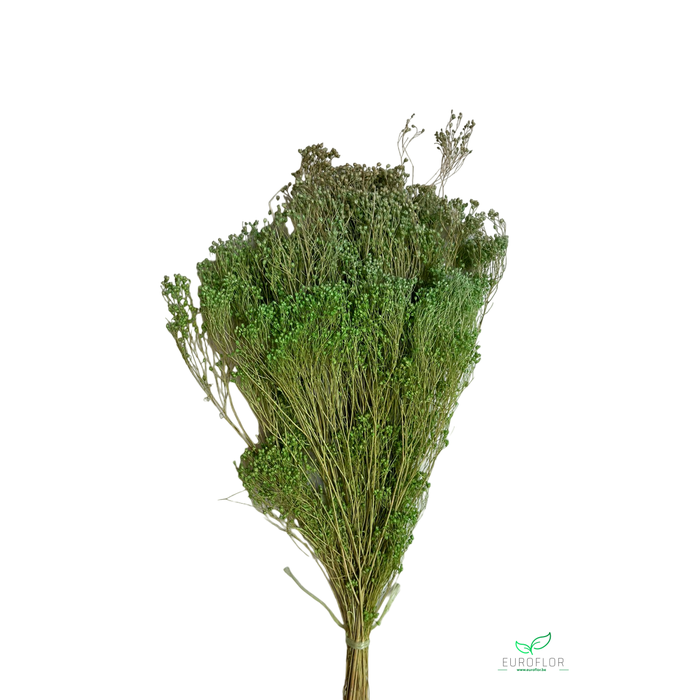 <h4>DRIED FLOWERS - BROOM BLOOM APPLEGREEN</h4>