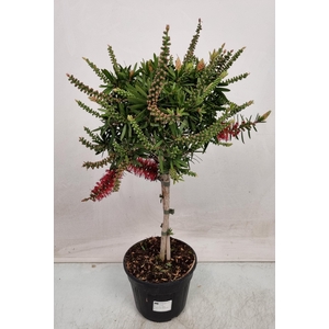 CALLISTEMON CITRINUS