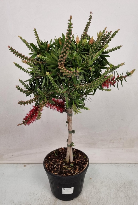 <h4>CALLISTEMON CITRINUS</h4>
