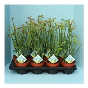 Bio Euphorbia phosphorea 305-PH13