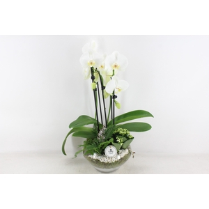 arr2 PL - Glas Olay phal wit V2