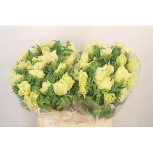 Anem Mistral White Super