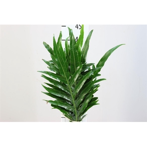 Agloamorpha 50