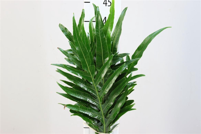 <h4>Agloamorpha 50</h4>