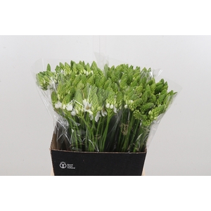 Ornithogalum Thyrsoides