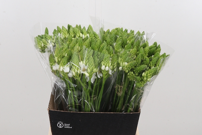 <h4>Ornithogalum Thyrsoides</h4>