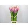 Zantedeschia Eydolls Purple Pink