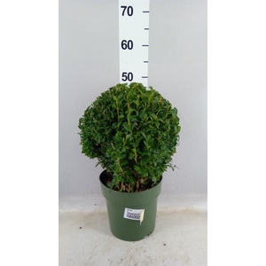 Buxus   ...