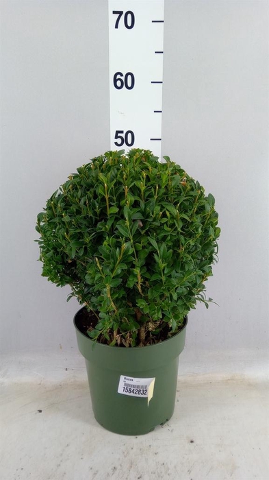 <h4>Buxus   ...</h4>