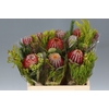 BQ Banksia Coccinea SFB