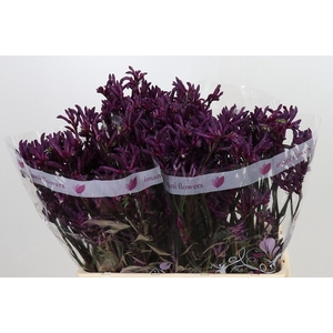 Anigozanthos Bush Merlot