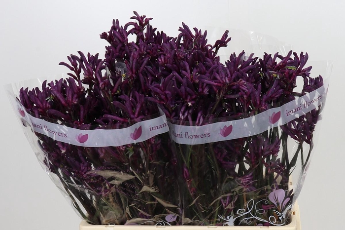 <h4>Anigozanthos Bush Merlot</h4>