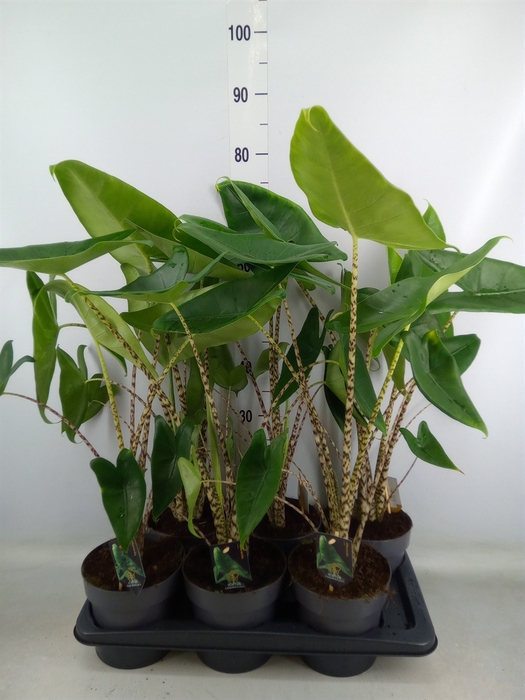 <h4>Alocasia zebrina</h4>