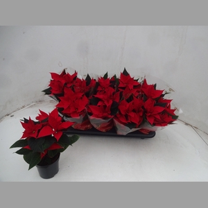 EUPHOR P CHR UNIVERS