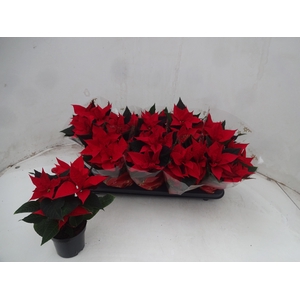 EUPHOR P CHR UNIVERS