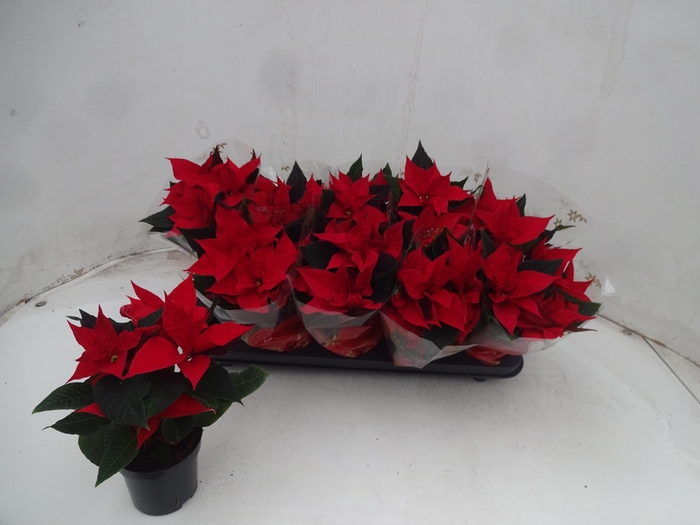 <h4>EUPHOR P CHR UNIVERS</h4>