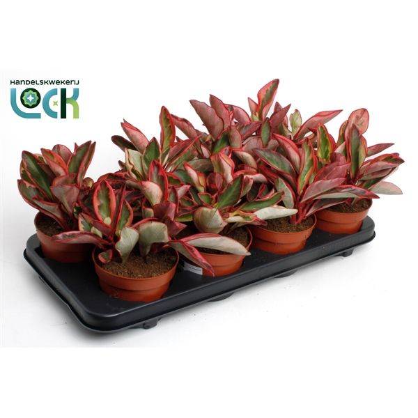 <h4>Peperomia clusiifolia 'Jellie</h4>