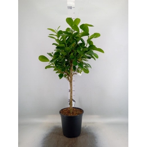 Ficus microcarpa 'Moclame'