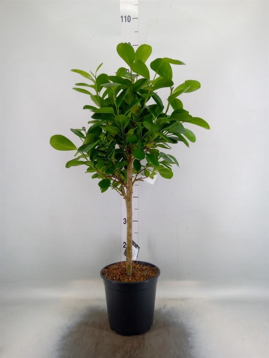 <h4>Ficus microcarpa 'Moclame'</h4>