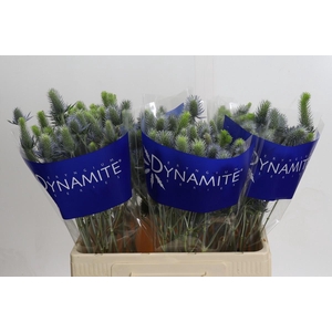 Eryngium Electric Dynamite