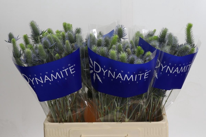 Eryngium Electric Dynamite