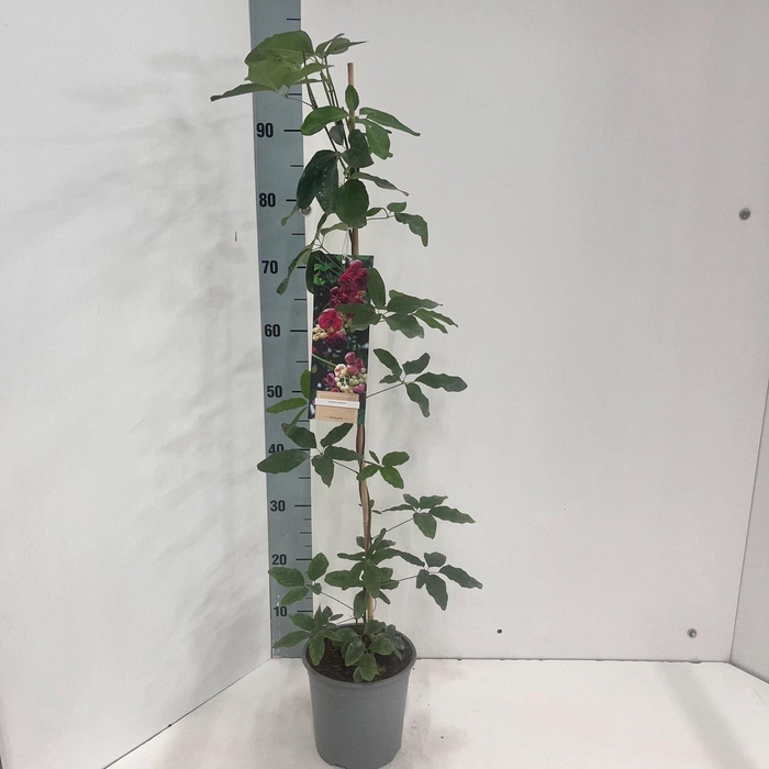 <h4>Akebia quinata</h4>