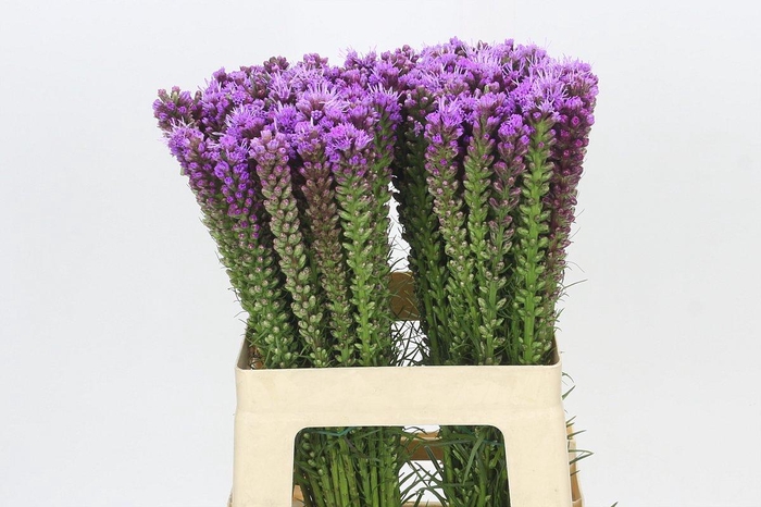 <h4>Liatris Spicata</h4>