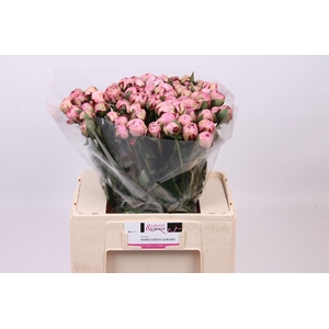 Paeonia Marguerite Gérard