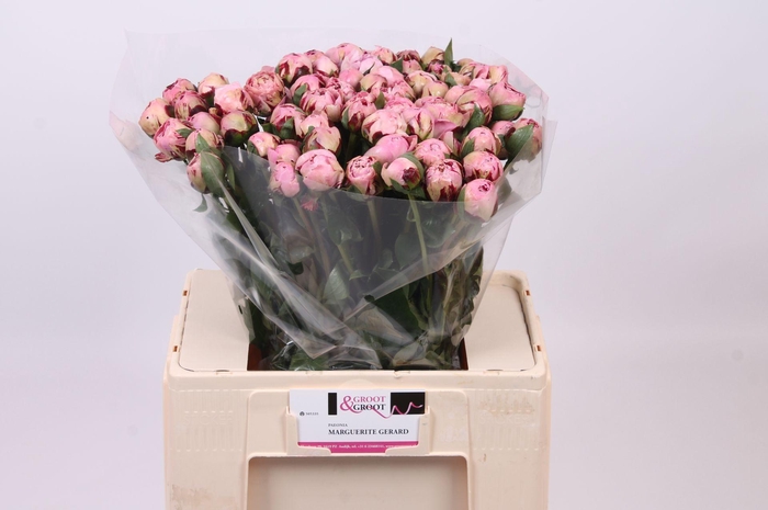 <h4>Paeonia Marguerite Gérard</h4>