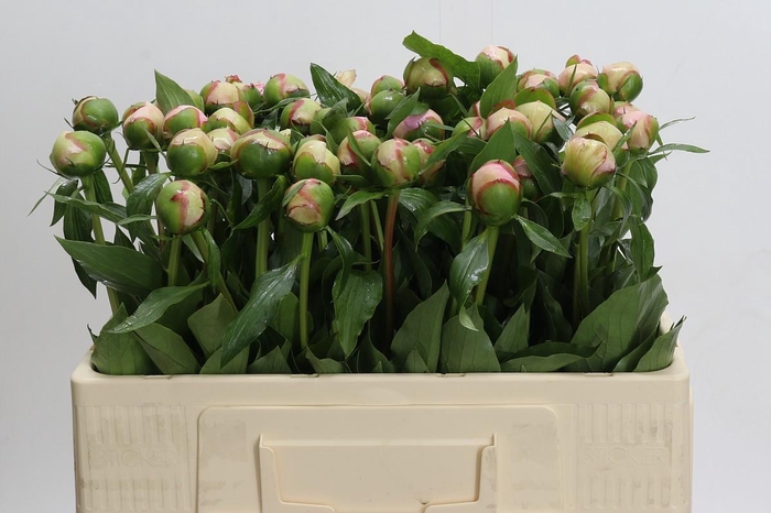 <h4>Paeonia Alertie</h4>