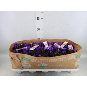 Campanula porten. 'Ambella In Prpl'