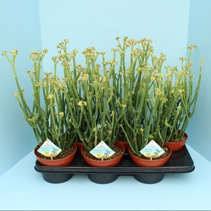 <h4>Euphorbia</h4>