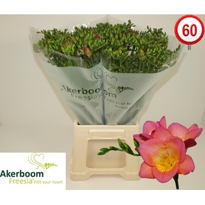 FR EN WONDERFUL PINK