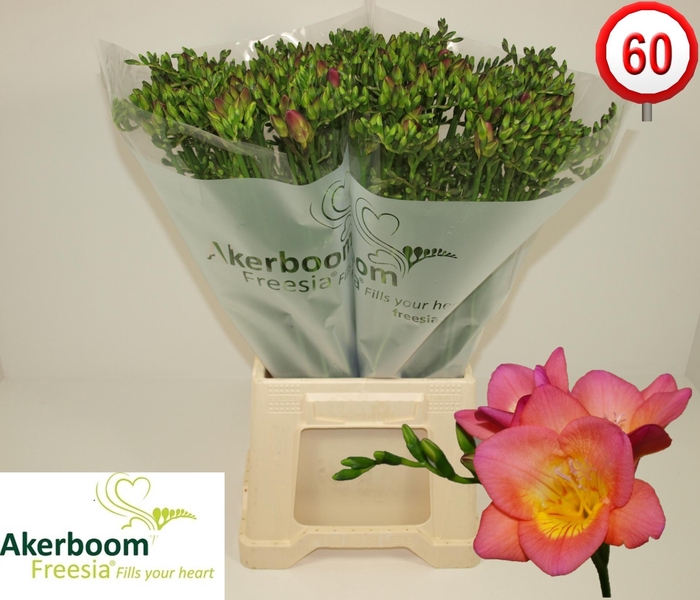 <h4>FR EN WONDERFUL PINK</h4>