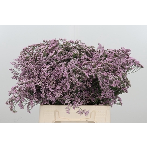 Limonium Safora Oshi Pink
