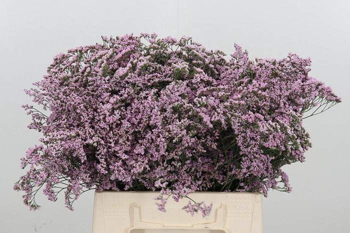 <h4>Limonium Safora Oshi Pink</h4>